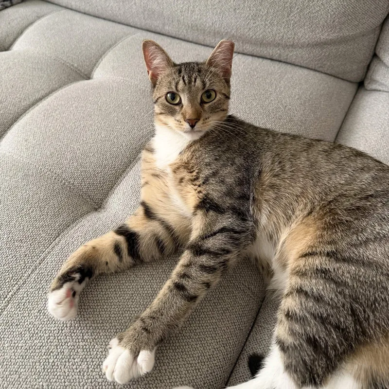A young medium-sized female Tabby (Buff / Tan / Fawn) Domestic Short Hair cat named Nube for adoption in Weehawken, NJ