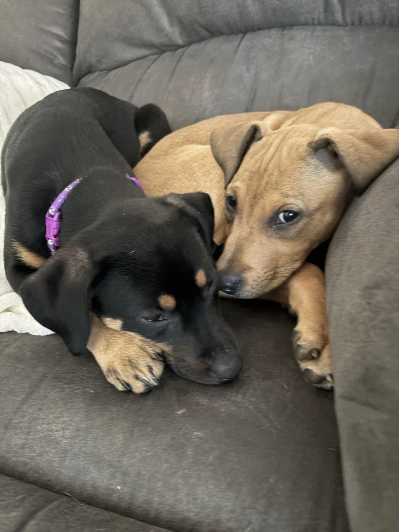 A baby medium-sized male Mixed Breed dog named Kit for adoption in Rochester , NY
