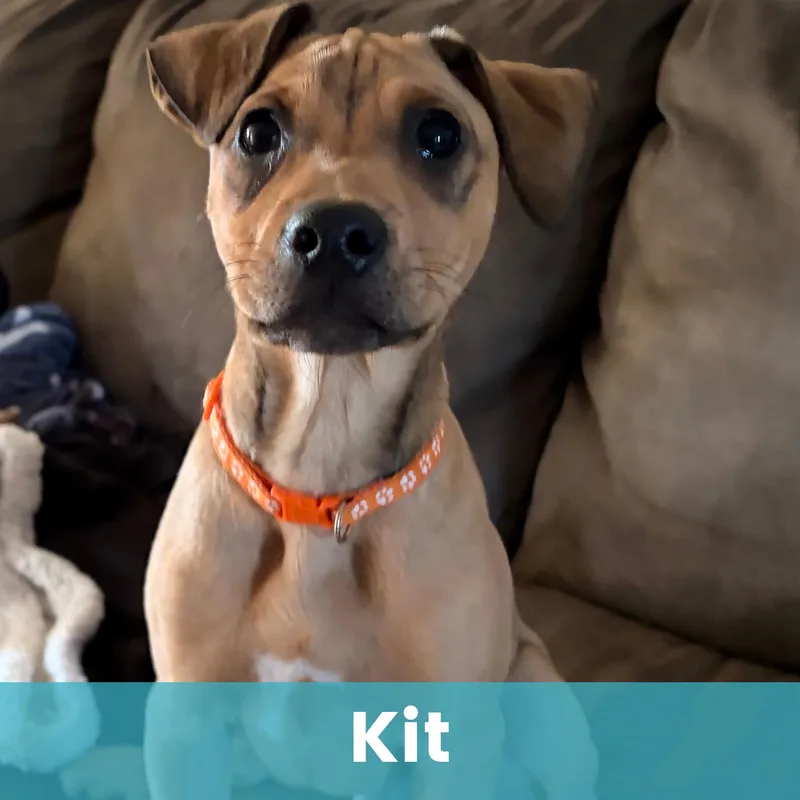 Kit thumbnail 3