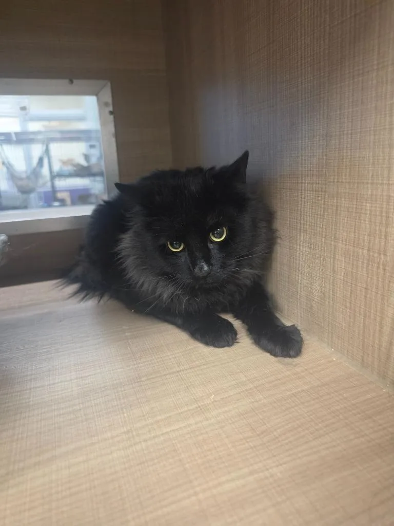 A young large-sized male Domestic Short Hair cat named Luna for adoption in Bossier City, LA