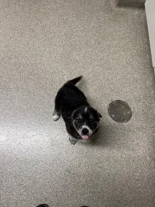 A baby small-sized female Golden Retriever dog named Reagan for adoption in Pequot Lakes, MN