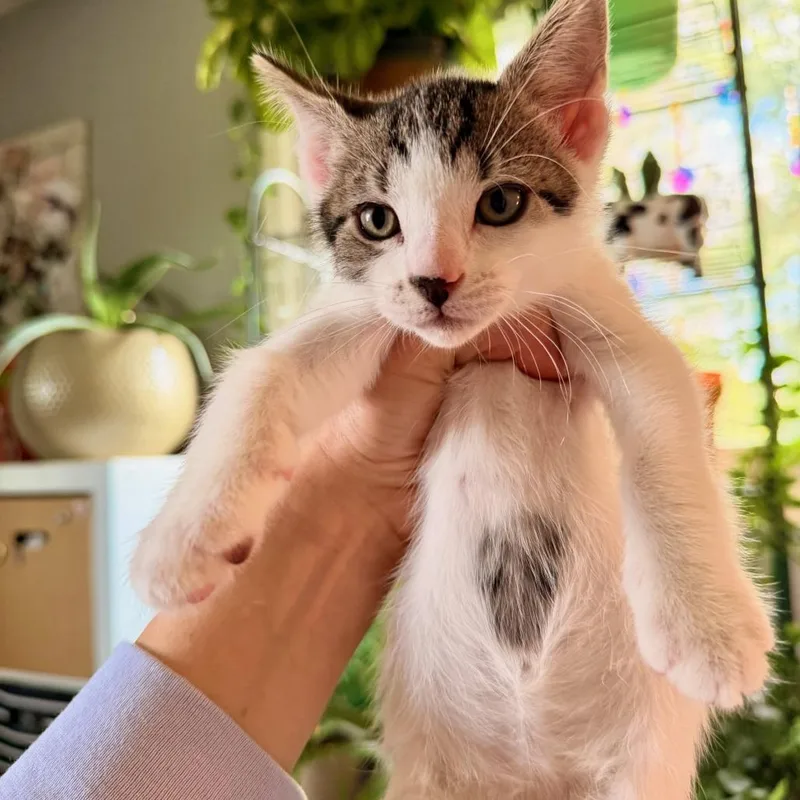 A baby small-sized male White Domestic Short Hair cat named Twigs for adoption in Springfield, IL