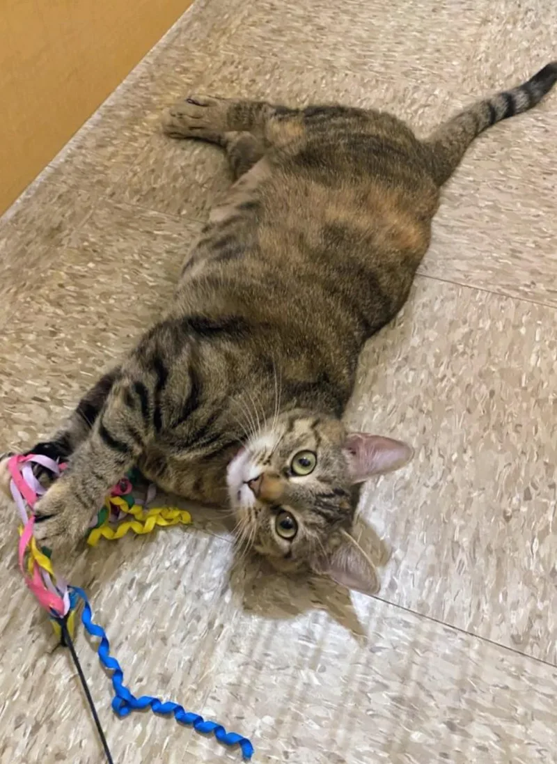 An adult medium-sized female Tabby (Brown / Chocolate) Domestic Short Hair cat named Hira for adoption in Pearland, TX