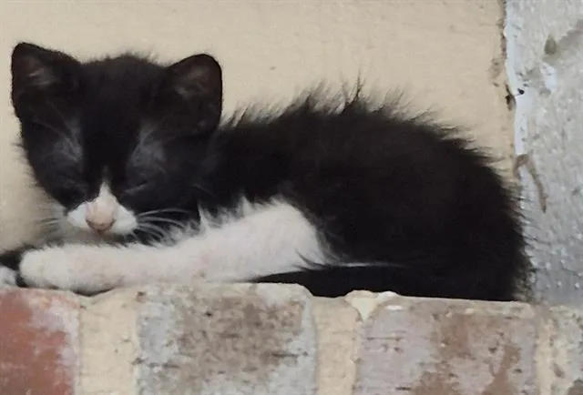 A baby small-sized male Domestic Short Hair cat named Taffy for adoption in San Antonio, TX