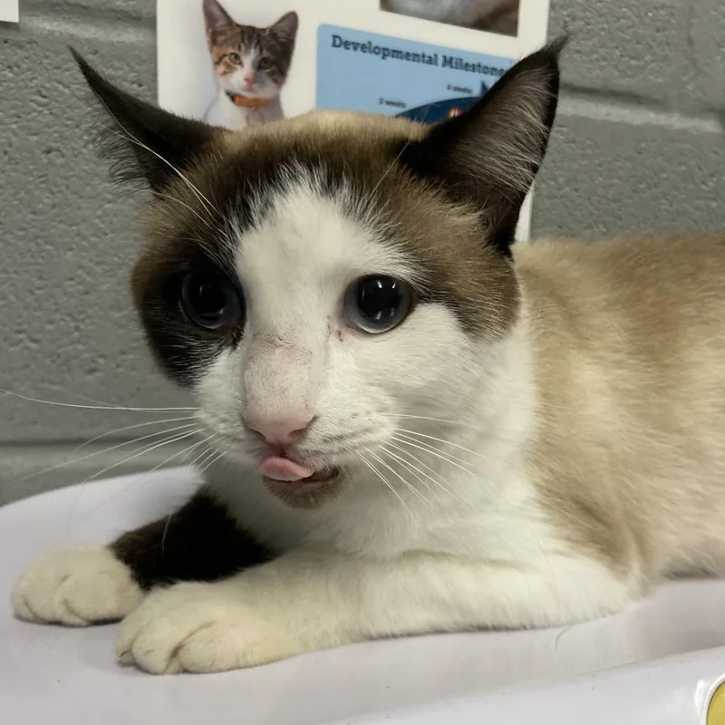 An adult medium-sized male Domestic Short Hair cat named Rasputin for adoption in Allentown, PA