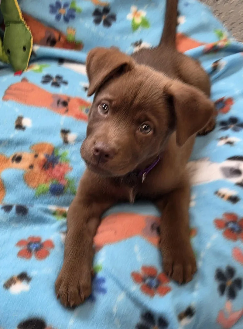 A baby medium-sized male Labrador Retriever dog named Tucker for adoption in Greenville, IL