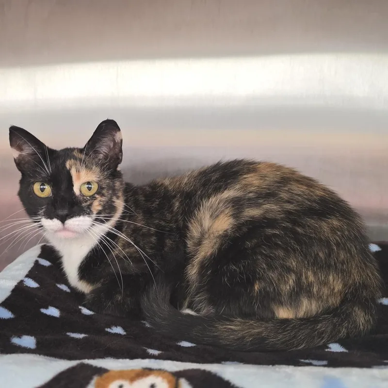 An adult medium-sized female Black Domestic Short Hair cat named Kinder for adoption in Fort Wayne, IN