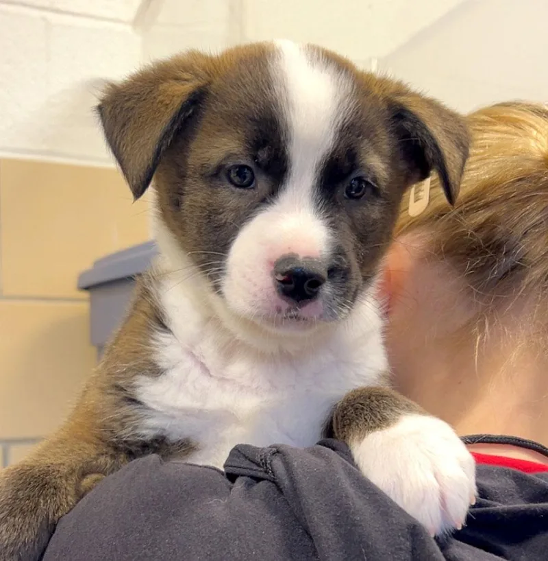 A baby medium-sized male White / Cream Labrador Retriever dog named Bombpop for adoption in Kansas City, KS