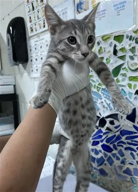 A baby medium-sized male Domestic Short Hair cat named Legos for adoption in Pensacola, FL