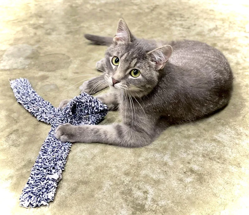 Louis Vittion thumbnail 3