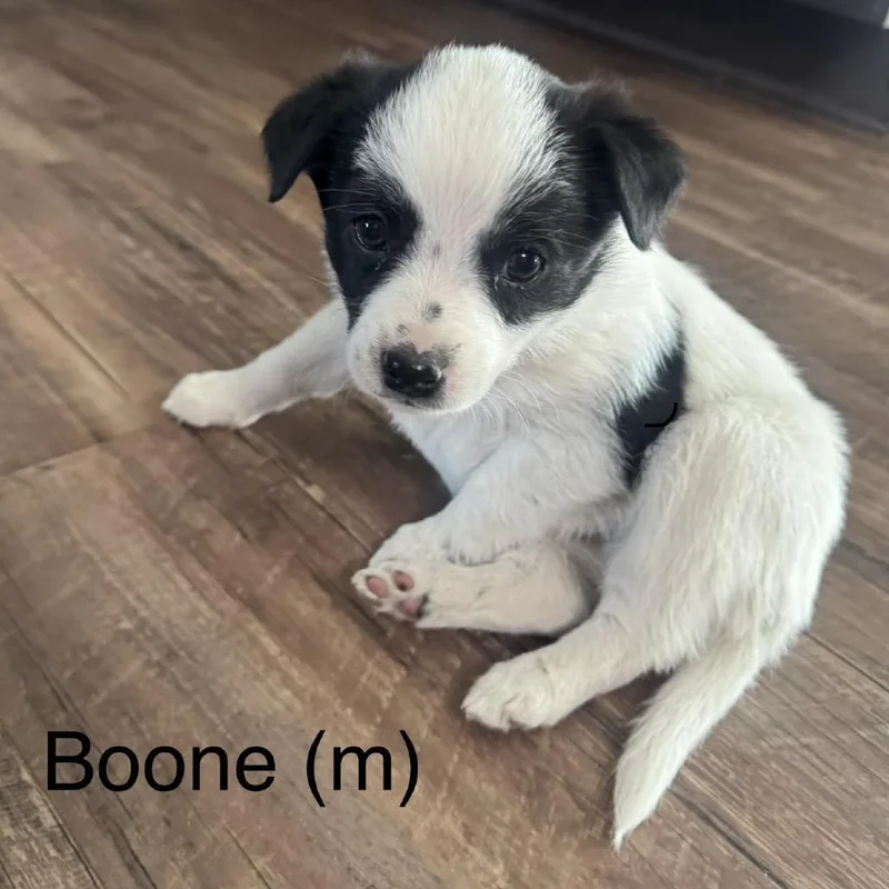 A baby small-sized male White / Cream Jack Russell Terrier dog named Boone for adoption in Cashmere, WA