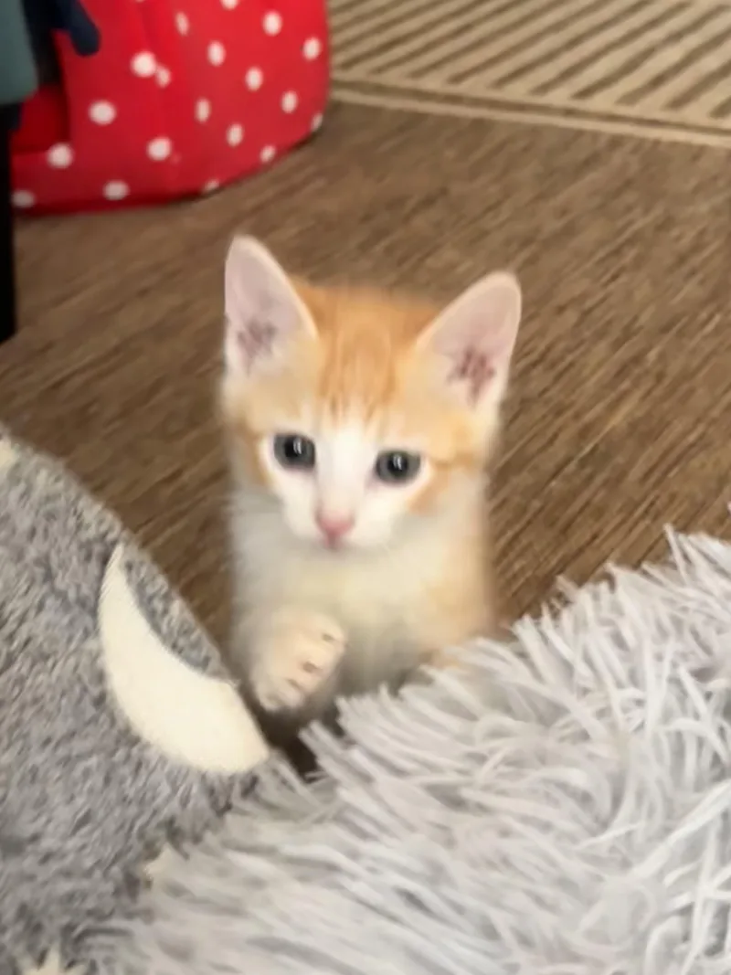 A baby small-sized female Domestic Short Hair cat named Morgan for adoption in Carlsbad, CA