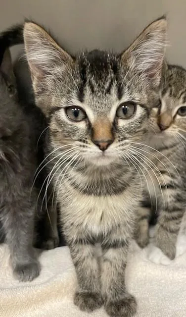 A baby medium-sized female Tabby (Brown / Chocolate) Domestic Short Hair cat named Ira for adoption in Prudenville, MI