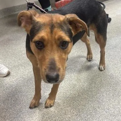 An adult medium-sized female Yellow / Tan / Blond / Fawn Mixed Breed dog named Sweetheart for adoption in Jacksonville, FL