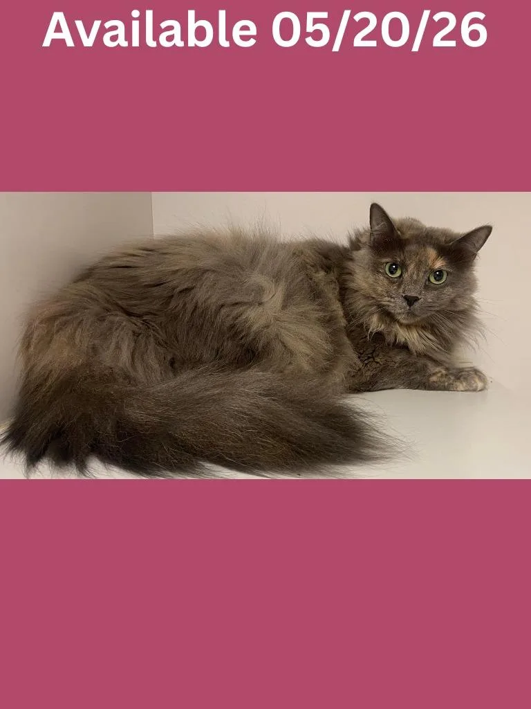 An adult large-sized female Domestic Short Hair cat named Cat Condo Lucy for adoption in Greenville, TX