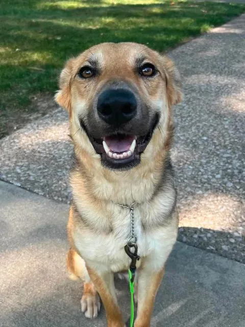 A young medium-sized female Black Shepherd dog named Jessie for adoption in Parma, OH