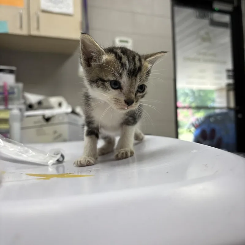 A baby small-sized male White Domestic Short Hair cat named Franky for adoption in Lufkin, TX