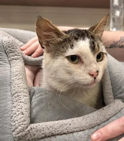A young medium-sized male Domestic Short Hair cat named Lego for adoption in Fishers, IN