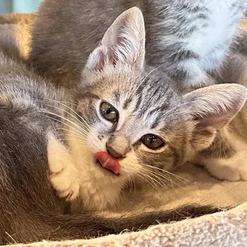 A baby small-sized female Gray / Blue / Silver Domestic Short Hair cat named Noriko for adoption in Long Beach, CA