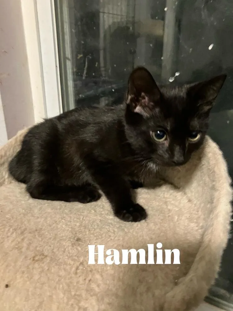 A baby small-sized male Domestic Short Hair cat named Hamlin Special Needs for adoption in Orlando, FL