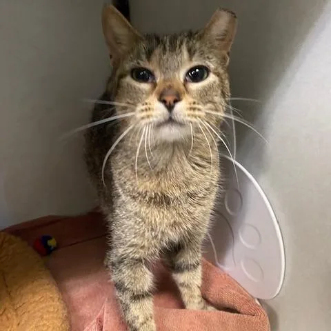 An adult medium-sized female Brown / Chocolate Domestic Short Hair cat named Honey for adoption in Dayton, OH
