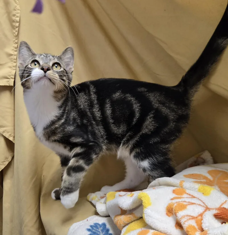 A baby medium-sized male Tabby (Brown / Chocolate) Domestic Short Hair cat named Randy for adoption in Richmond, KY