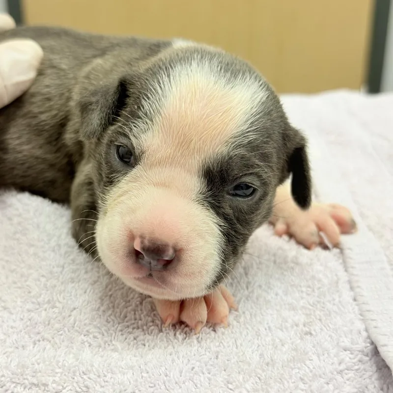 A baby medium-sized male Gray / Blue / Silver Mixed Breed dog named Melody for adoption in Jacksonville, FL
