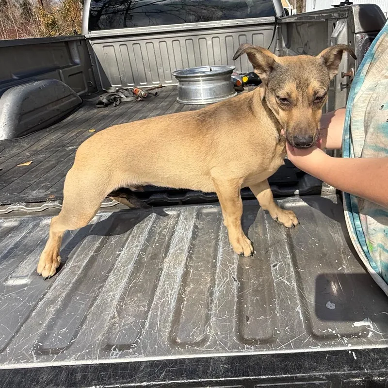 A young small-sized male Golden Dachshund dog named Mr. Buster for adoption in Spring, TX