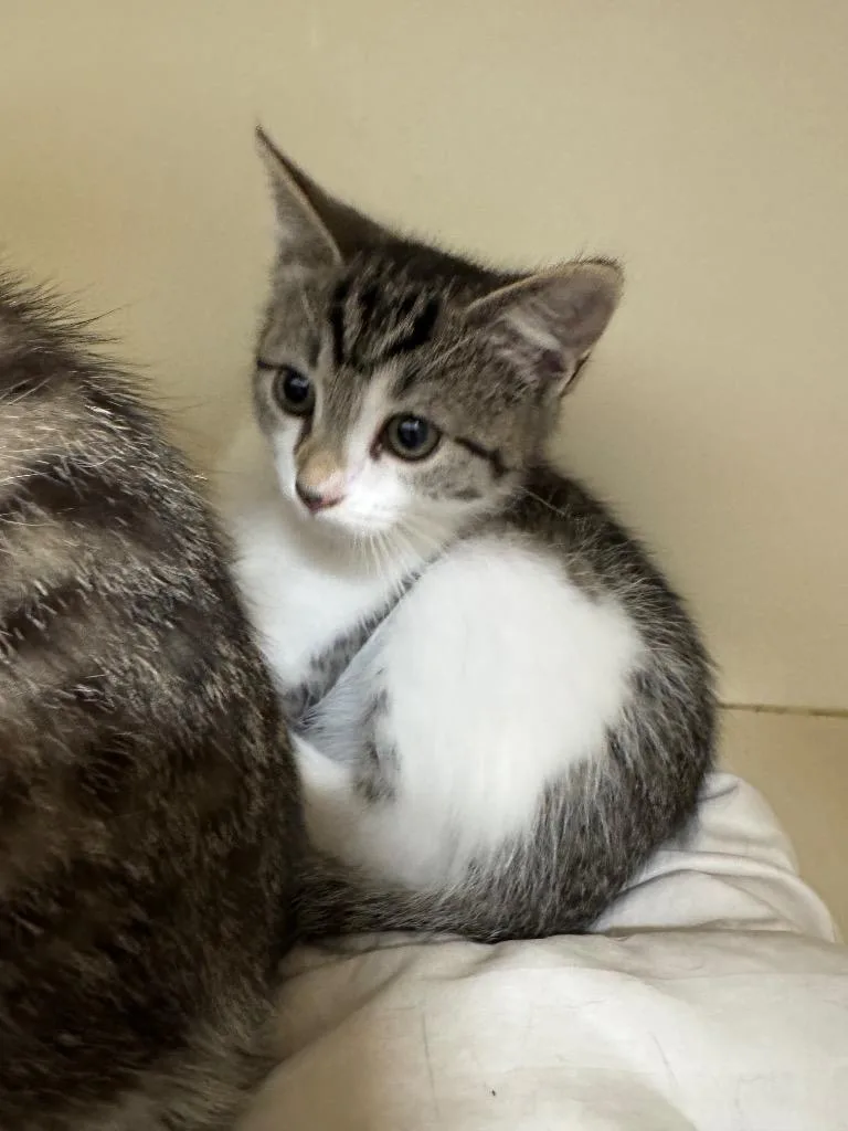 A baby small-sized female Domestic Short Hair cat named Mina for adoption in Bloomington, IN