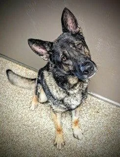 An adult large-sized male German Shepherd Dog dog named King for adoption in Clyde, NC