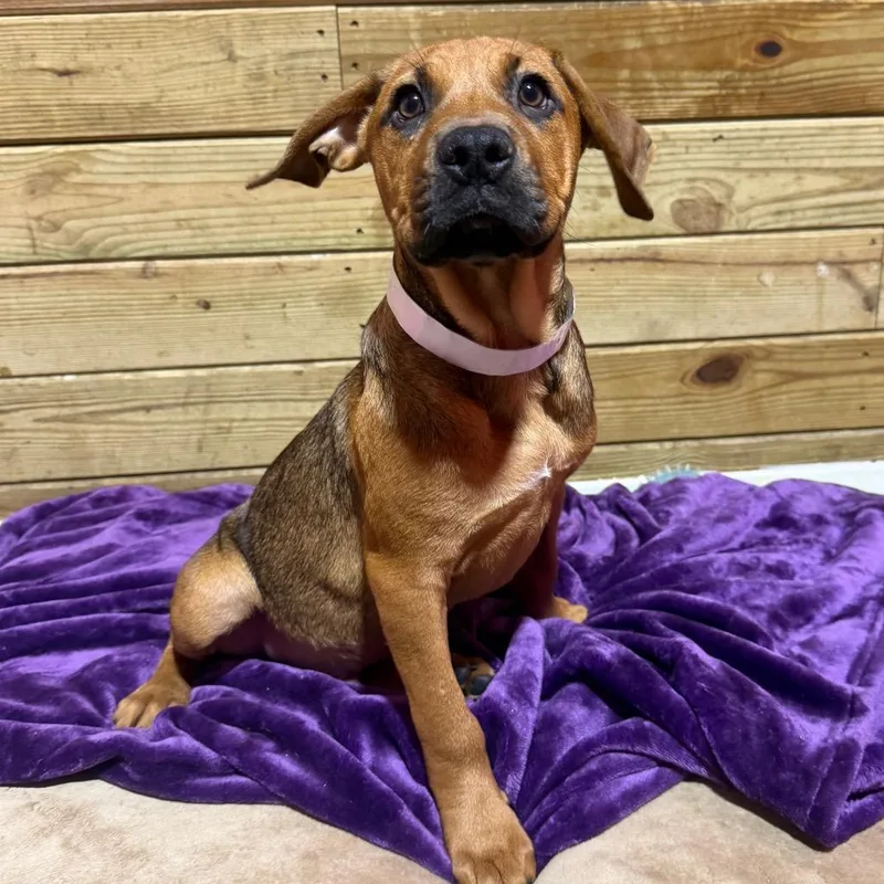 A baby small-sized male Brown / Chocolate Mixed Breed dog named Orion for adoption in Wappingers Falls, NY
