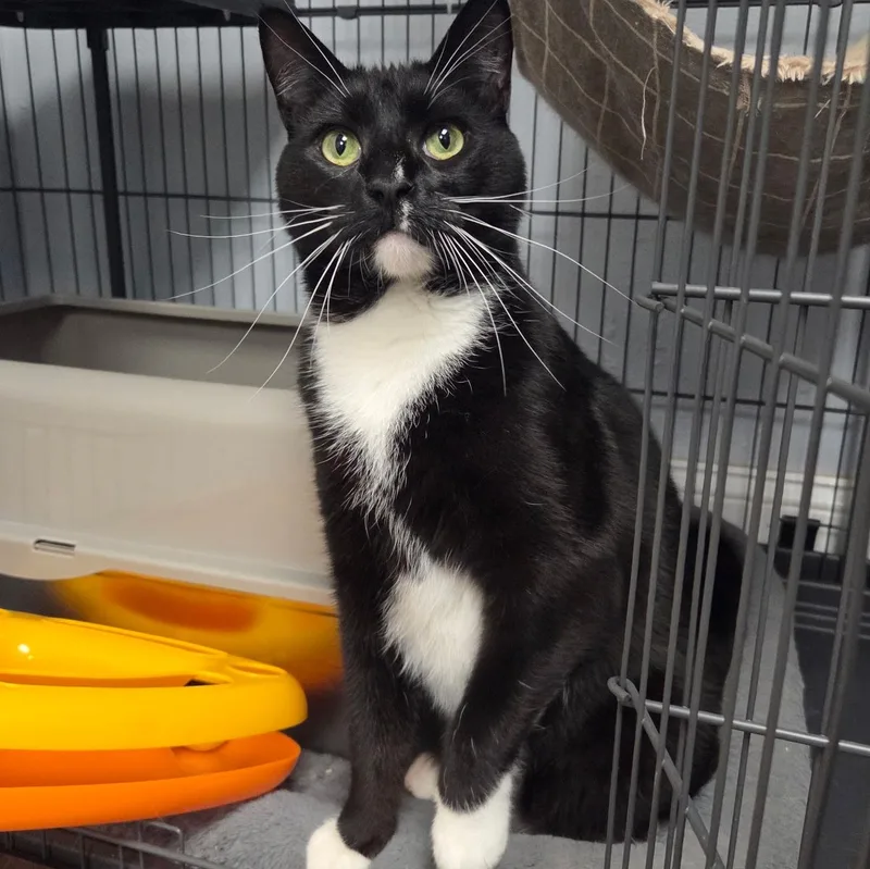A young small-sized male Domestic Short Hair cat named Buzz for adoption in Warwick, RI