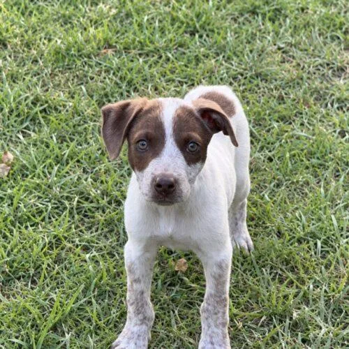 A baby small-sized male Yellow / Tan / Blond / Fawn German Shorthaired Pointer dog named Toby Lonestar for adoption in Rockaway, NJ