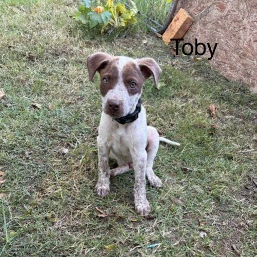 Toby Lonestar thumbnail 2