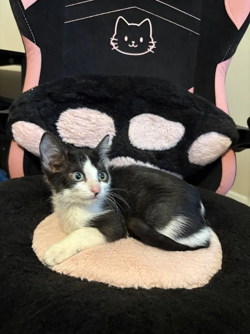 A baby medium-sized female Black & White / Tuxedo Domestic Short Hair cat named Vaporeon for adoption in Oviedo, FL