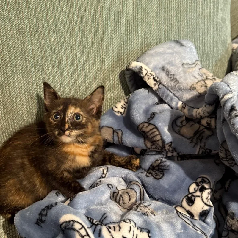 A baby small-sized male Domestic Short Hair cat named Baby Nora for adoption in Silver Spring, MD