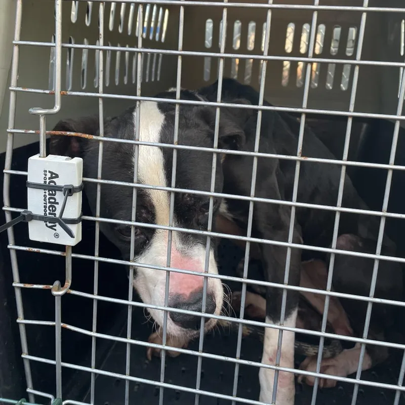 An adult small-sized female Black Mixed Breed dog named BRAZStray for adoption in Lake Jackson, TX
