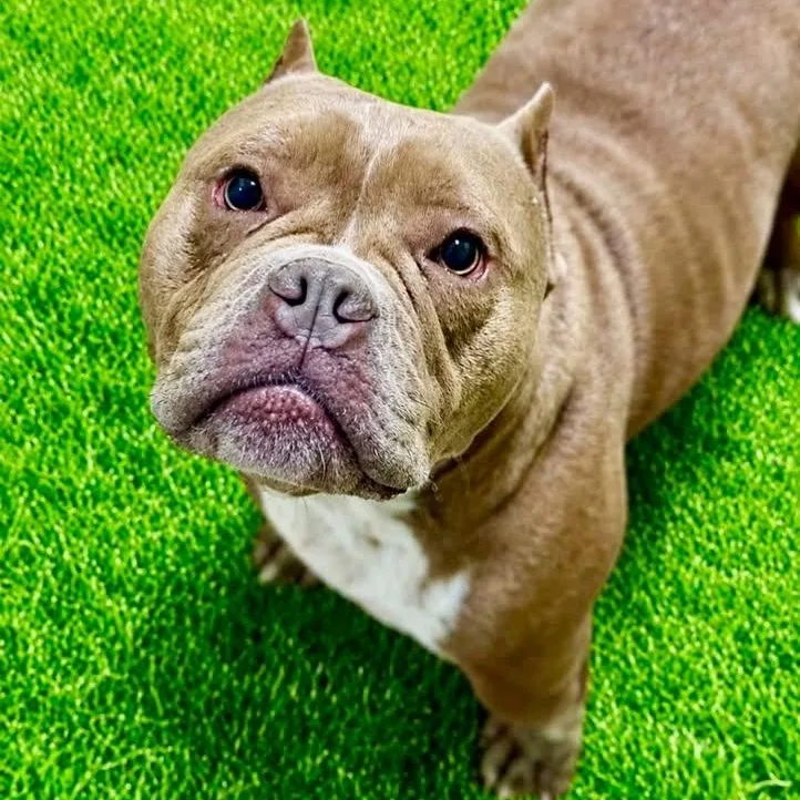 A young medium-sized male Apricot / Beige American Bully dog named Hambone for adoption in Battle Creek, MI