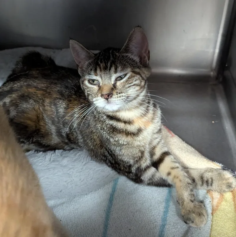 A baby medium-sized female Domestic Short Hair cat named Chalupa Supreme for adoption in Aberdeen, WA