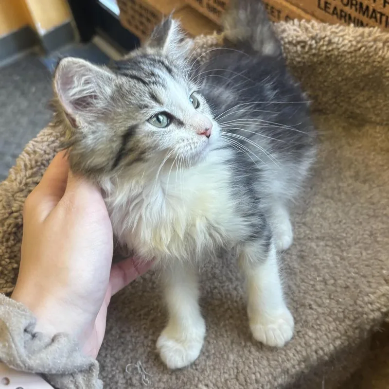 A baby small-sized female White Domestic Long Hair cat named Ally for adoption in Waynesburg, PA