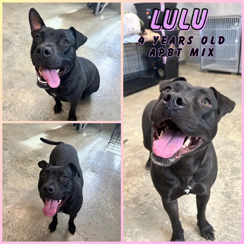 An adult medium-sized female Black Pit Bull Terrier dog named Lulu for adoption in Franklin, IN