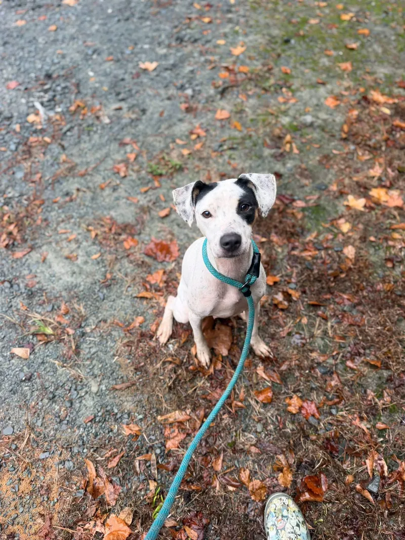 An adult medium-sized female Mixed Breed dog named Zoey for adoption in Elizabethtown, NC