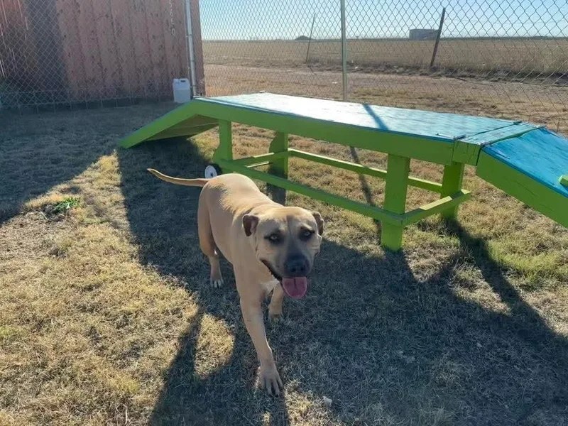 An adult medium-sized female Boxer dog named Funyuns for adoption in Canyon, TX
