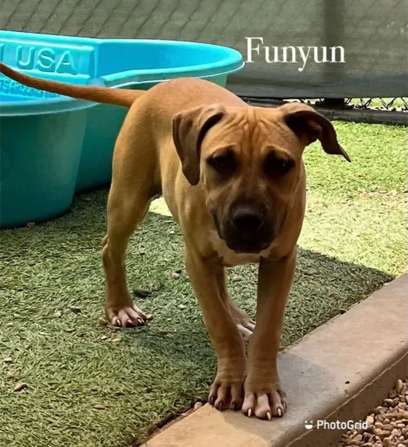 Funyuns thumbnail 4
