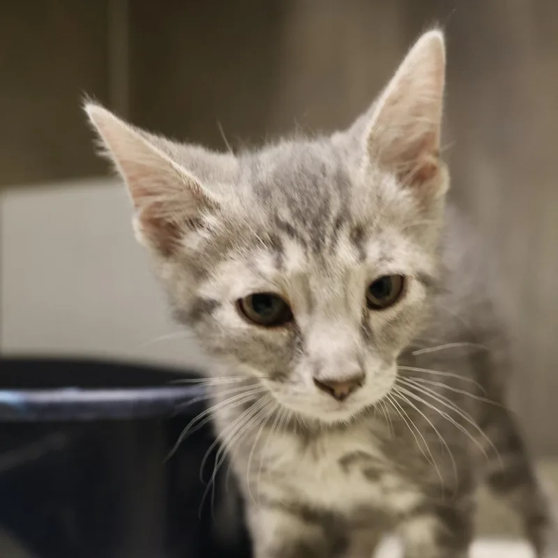 A baby small-sized male Gray / Blue / Silver Domestic Short Hair cat named Lyle for adoption in Briarcliff Manor, NY