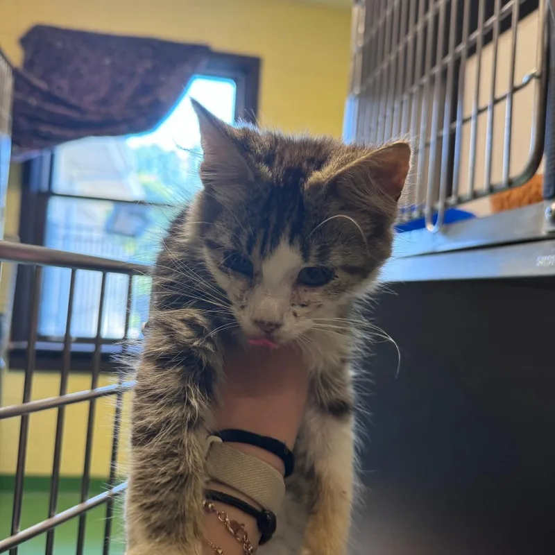 A baby small-sized female Brown / Chocolate Domestic Short Hair cat named Gumball for adoption in South Haven, MI