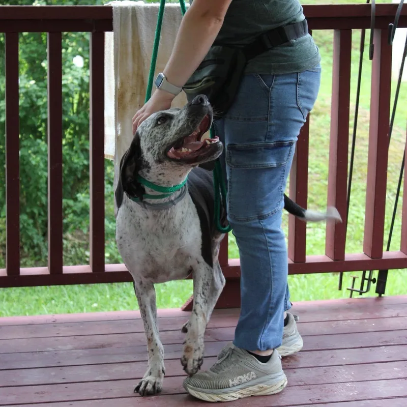 An adult large-sized male Black Pointer dog named Dallas for adoption in Helena, AL