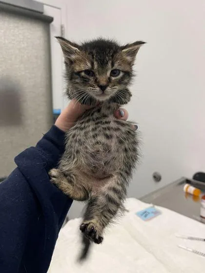A baby small-sized male Brown / Chocolate Domestic Short Hair cat named Hobbs for adoption in Kansas City, MO
