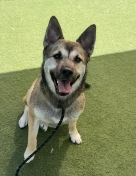 A young medium-sized female German Shepherd Dog dog named Frida Kahlo for adoption in Los Angeles, CA