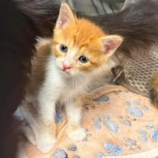 A baby small-sized male Orange / Red Domestic Short Hair cat named Gibby for adoption in Buchanan Dam, TX